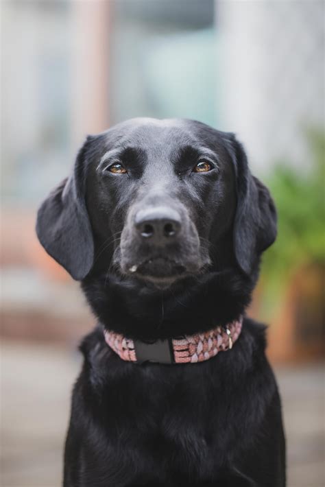 do black labs shed